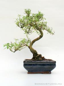 serissa foetida bonsai ezercsillagfacska