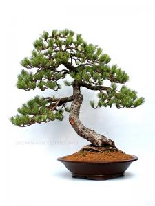 Pinus parviflora, moyogi - 60cm-es bonsai