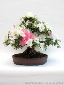 Rhododendron indicum 'Kaho', moyogi - 35cm-es bonsai