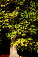 Acer palmatum 'Beni Chidori' 70 cm-es bonsai