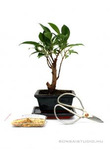 Bonsai ajándék csomag 34.