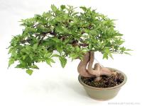 Premna japonica bonsai 02.