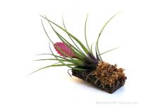 Tillandsia cyanea parafán