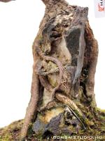 Acer palmatum - Japán juhar bonsai sekijoju stílusban}