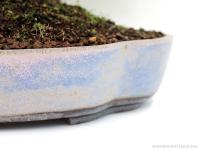 Acer palmatum - Japán juhar bonsai sekijoju stílusban}