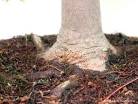 Acer palmatum - Japán juhar bonsai - 79cm}