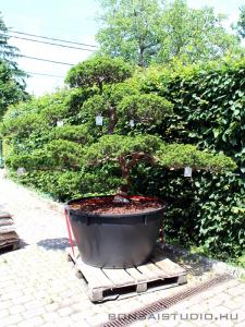 Taxus - hajlított törzsű niwaki 01.