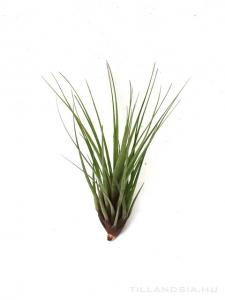 Tillandsia melanocrater S - kötözetlen