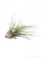 Tillandsia velickiana S - kötözetlen