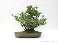 Chaenomeles japonica bonsai 02.
