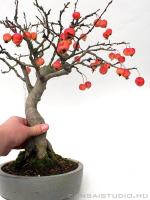 Malus halliana bonsai mázas  japán bonsai tálban 02.
