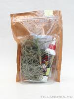 Epifita csomag 03. - 2db tillandsiával és tápoldattal