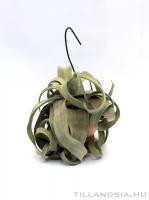Dobozos airplant 01. - Tillandsia streptophylla