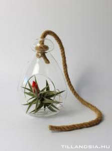 Air plant 02. - Tillandsia edithae