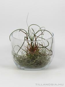 Air plant kompozíció - Do it yourself 01.