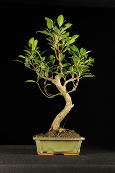bonsai nyerem&eacute;ny j&aacute;t&eacute;k a marczika bonsai studi&oacute;ban