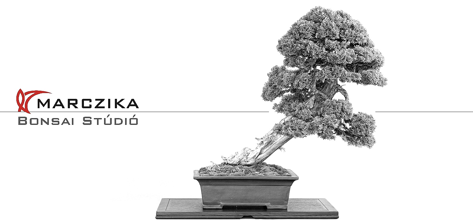 bonsai szoba bonsai es kulteri bonsaj alapanyag es kesz noveny vasarlas rendeles erd marczika bonsai studio hungary bonsai webshop webaruhaz